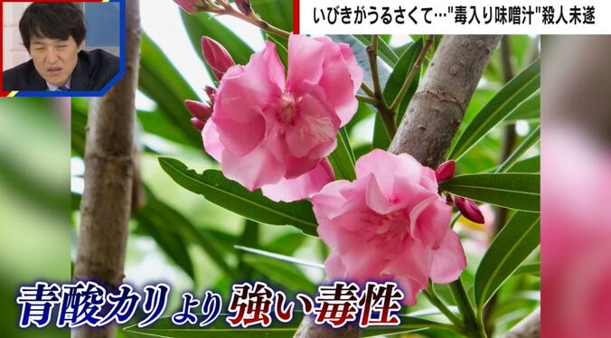 味噌汁に混入された植物「キョウチクトウ」