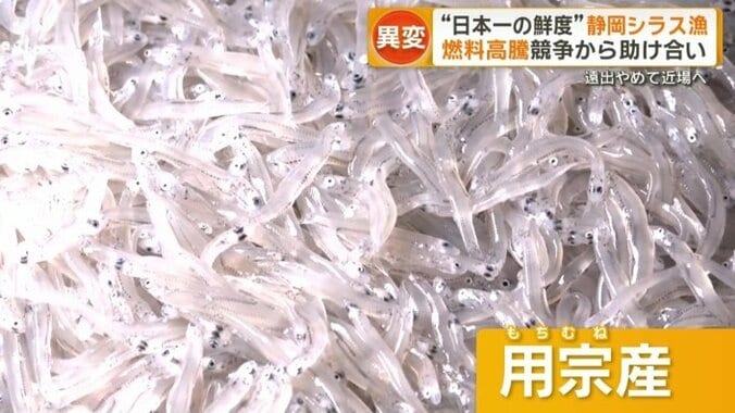 静岡県用宗産の生シラス