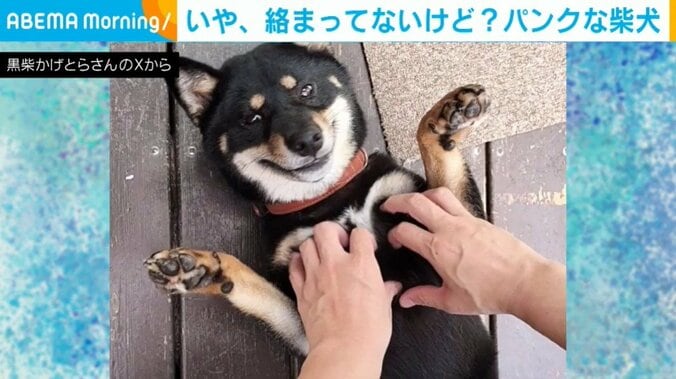 柴犬のかげとらくん