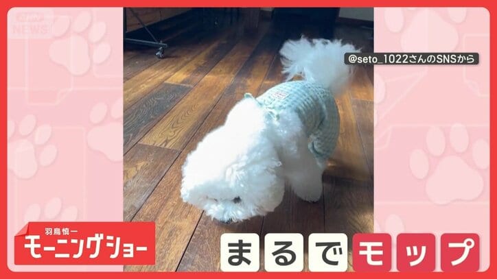 「もふもふだワン」　まるでモップ！　頭をスリスリするワンちゃん　お掃除してるの？