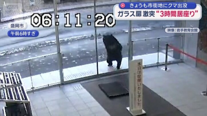 入り口に突進するクマ
