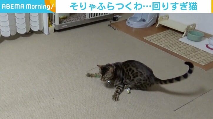 回りすぎてさすがにふらつく？ 猫じゃらしにハマる猫の様子が「猫ハリケーン」