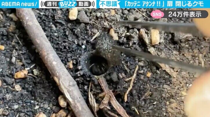 キシノウエトタテグモ