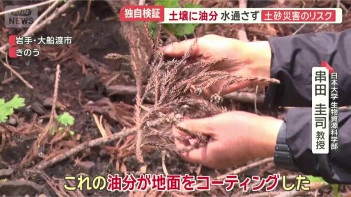 針葉樹が燃え…