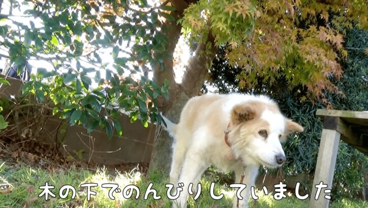 「秋だニャ〜！」　元野良猫のネコ吉が散歩中に出会ったのは…