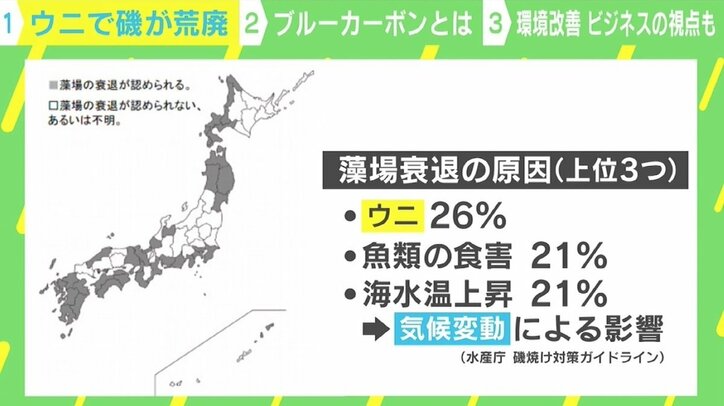 磯焼けを起こす“駆除ウニ”を立派な食用に ウニノミクスが目指す環境改善×ビジネス これからは「ゴミ=資源」の視点が必要に?