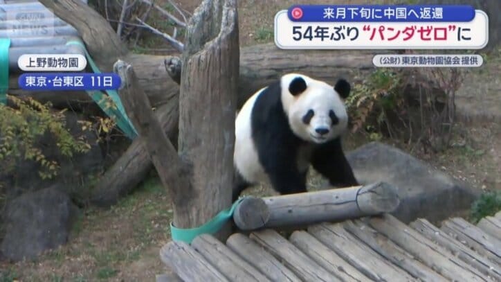 ジャイアントパンダ