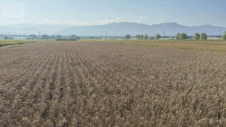 収穫前の田んぼに海水 干拓地の水門工事ミスで稲枯れる 熊本県「深くおわび」