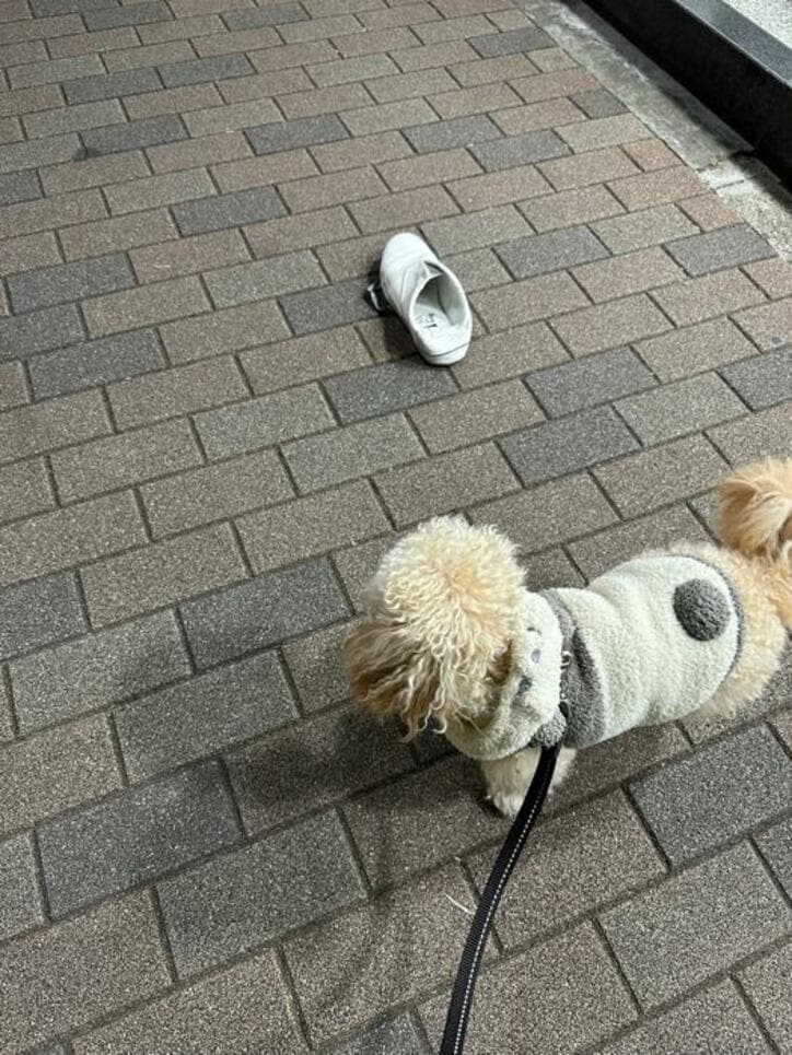  ノンスタ井上、散歩の途中で愛犬が見つけた不思議なもの「なんで、片方だけ！？」 