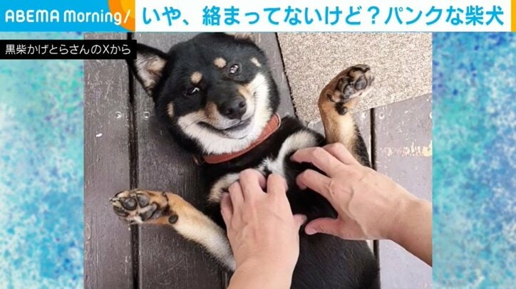 柴犬のかげとらくん