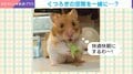 「快適快眠にするわ～！」くつろぎ空間の準備をお手伝い？ハムスターの姿に飼い主「天才だ…」