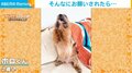 犬が連続で“おねだりポーズ” 必死に「お願い」する様子に飼い主「腕が抜けるんじゃないか」