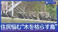 “木を枯らす鳥”住民悩ませるカワウ　なぜ大量発生？
