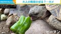 ピーマンを初めて食べたカメが“絶叫” 苦さが伝わる表情に「リアクションが可愛いー」「わかりやすっ！」の声