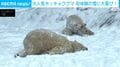 大人気ホッキョクグマ 初体験の雪に大喜び！ ハンガリー
