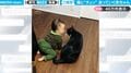 猫と赤ちゃんがすれ違いざまに…チュっ！あまりに尊すぎる仲良しシーンに「かわいすぎて涙出る」「エンドレスで見ていられる愛しさ」