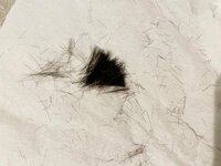 桃『母による衝動的な散髪。ごめんよたろ…』