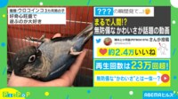 【映像】無防備インコの“瞬間寝落ち”