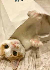 坂上忍『にゃんだ、ちみは！』