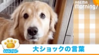 【映像】ある言葉をかけられると"時が止まる"ゴールデンレトリバー