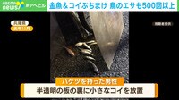 【映像】金魚&コイぶちまけ…鳥のエサまで ペットショップ経営者の“迷惑行為”