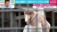 【無料】けやき坂アベニュー-「大きな鼻＝男らしさ」テングザル研究で明らかに…実際に会ってきた！ 3/4放送 - Abemaビデオ | AbemaTV(アベマTV)