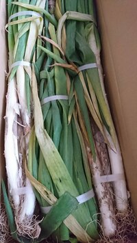 かとうかず子『深谷ネギが』