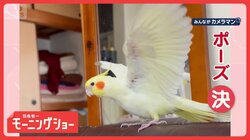 羽を広げて「シャッキーン！」　カッコよくポーズを決めるインコさん　その理由は？　　