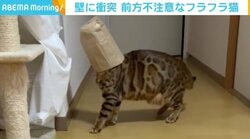 「子どもの時やった」「心眼を鍛える遊び」 “前方不注意”な猫に反響