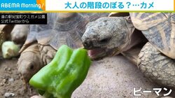 ピーマンを初めて食べたカメが“絶叫” 苦さが伝わる表情に「リアクションが可愛いー」「わかりやすっ！」の声
