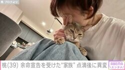 桃、余命宣告を受けた愛猫が点滴後「3回くらい大量に吐いて…」ファンから心配の声