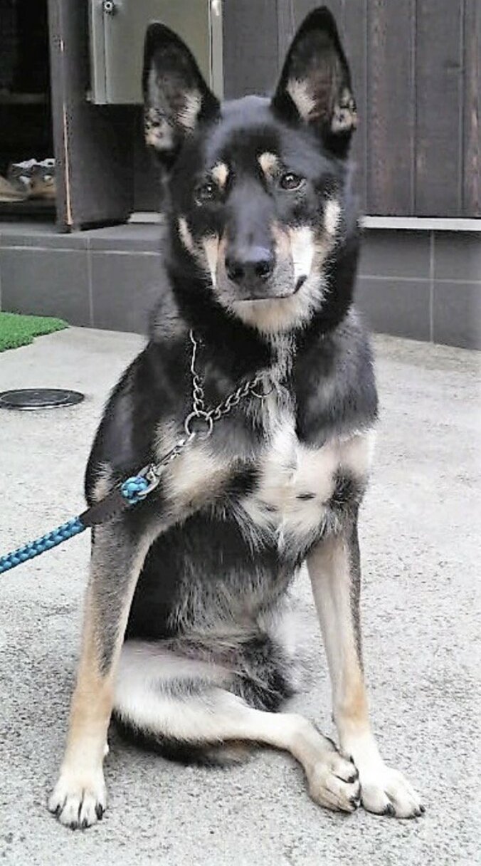 柴田理恵、光浦靖子からの手作りプレゼントに大感動「ホントに器用」 2枚目