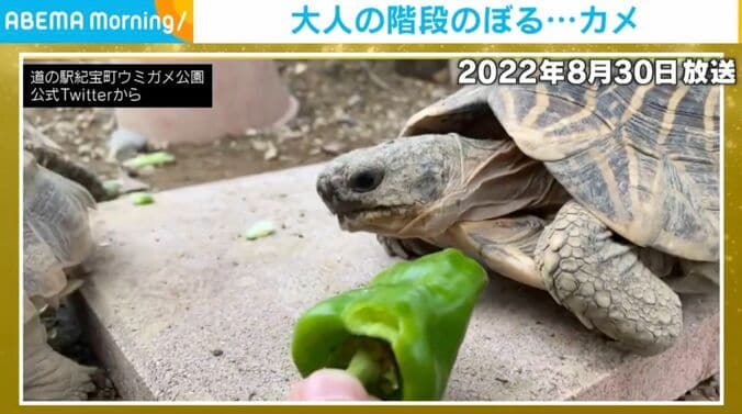 リクガメ