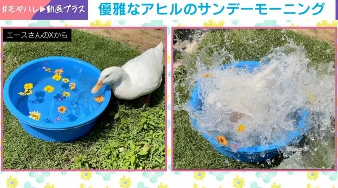 アヒルのヨバンちゃん（6歳）
