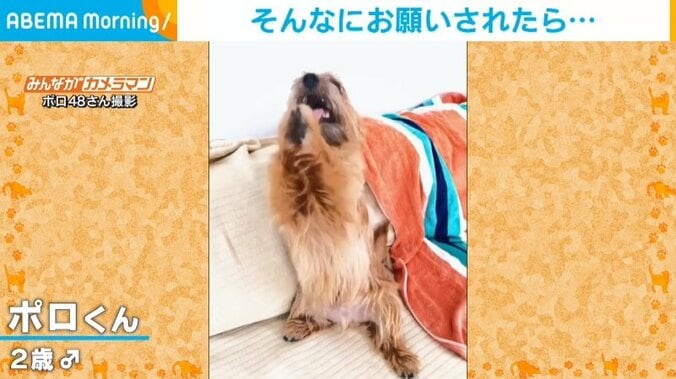 犬が連続で“おねだりポーズ” 必死に「お願い」する様子に飼い主「腕が抜けるんじゃないか」 1枚目