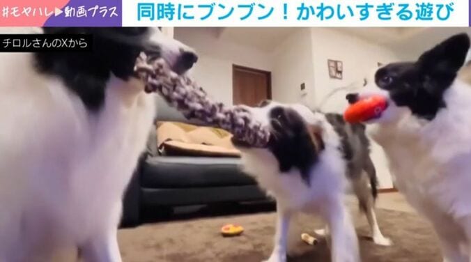 3匹のボーダーコリー