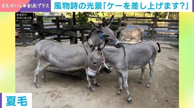 到津の森公園