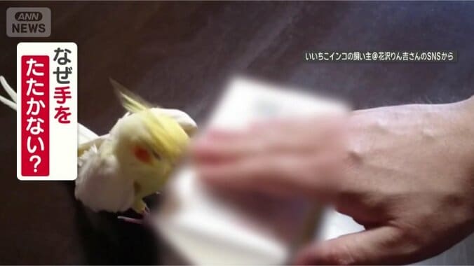 手をたたかないのはなぜ？