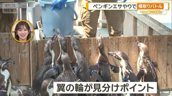翼の付け根にある輪が見分けポイント
