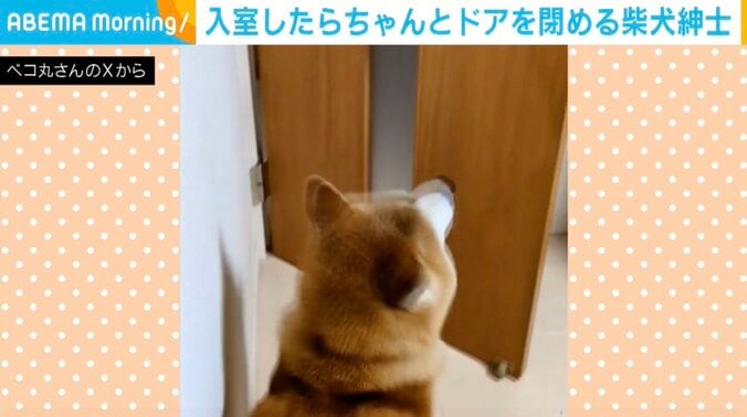 柴犬の茶々丸くん