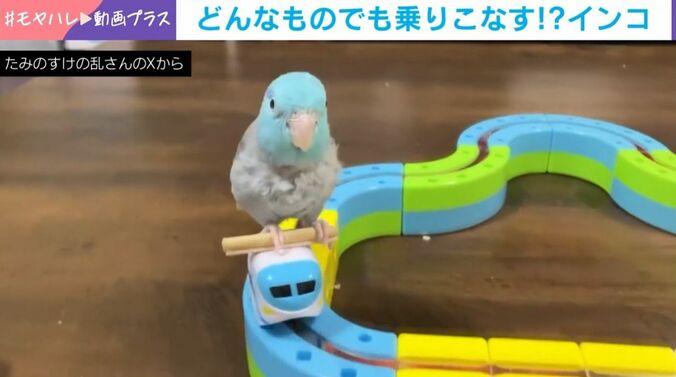マメルリハのたみのすけくん