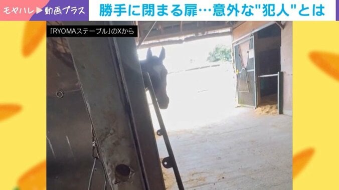 マオノサーラちゃん