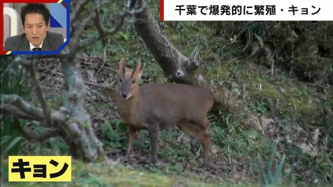 千葉県で「キョン」が大量繁殖も捕獲進まず…「駆除するときに泣き叫ぶ。心がやられる」猟師が吐露する駆除の実情 1枚目