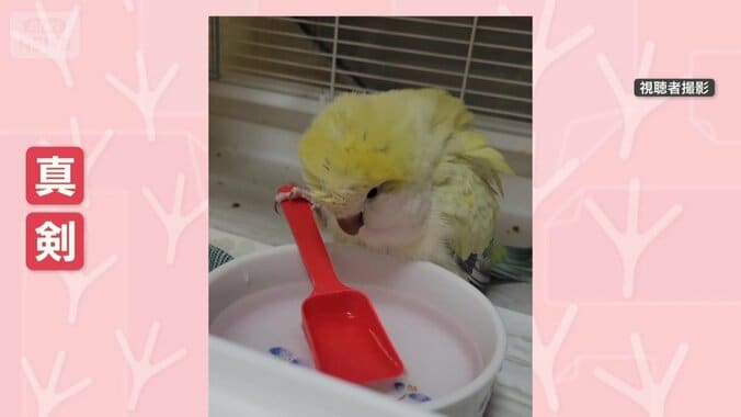 真剣なまなざしは…まるでコックさん