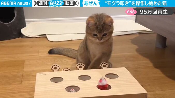 猫 vs モグラ！？ 一人遊びを覚えた猫のかわいすぎる“もぐら叩き”に大反響「気づいたら4周ぐらい見てた」 1枚目