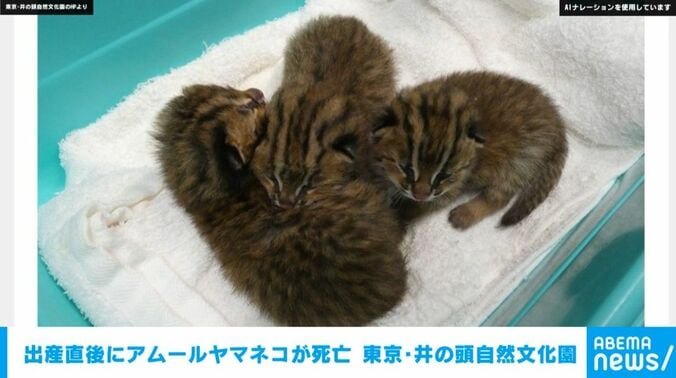 生まれたアムールヤマネコ