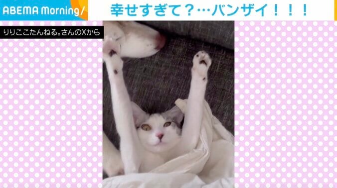 猫のくぅちゃん