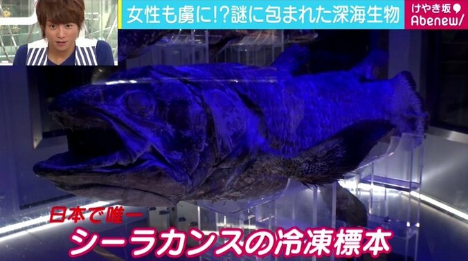 グロテスクさも魅力の「深海生物」、惹かれる“深海女子”急増 4枚目