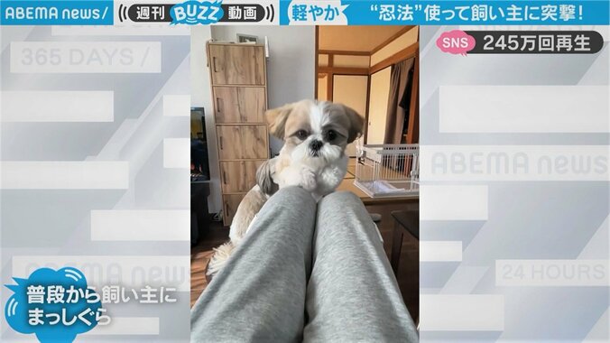 小型犬が飼い主の懐に“ズドン” 「うぇっ」思わず声が漏れた一撃に「非常にアクロバティックw」驚きの声 1枚目