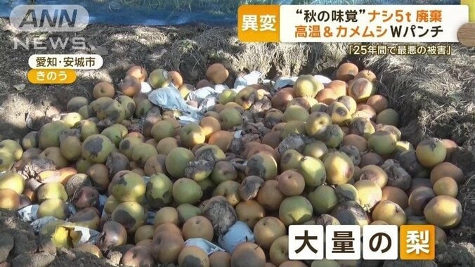 積み上げられた大量のナシ